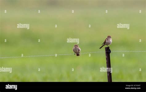 Killer Shrike Hi Res Stock Photography And Images Alamy