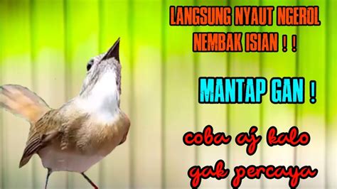 SRDC JANTAN WAJIB NYAUT Pancingan Srdc Agar Cepat Ngeplong Isian