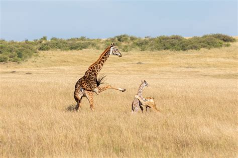 Lion Attacking Giraffe