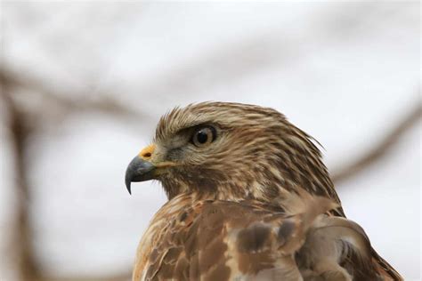 Types of Bird Beaks - A-Z Animals