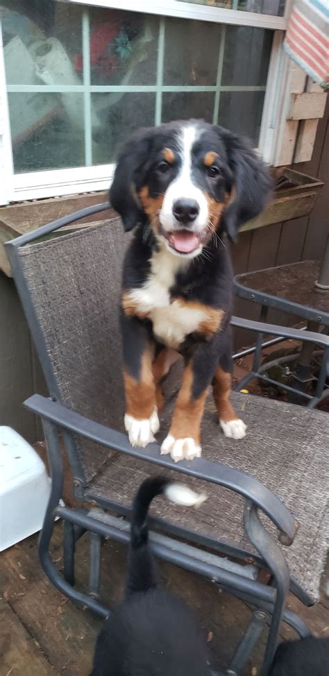 Dog for Adoption - 3 female Available- Pure BERNESE MOUNTAIN DOG PUPS, a Bernese Mountain Dog in
