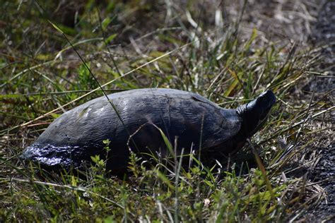 Northern Red Bellied Cooter From Dorchester County MD USA On October