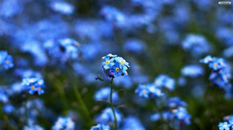 🔥 Free Download Wallpaper Flower Flowers Blue by @richardwise | WallpaperSafari