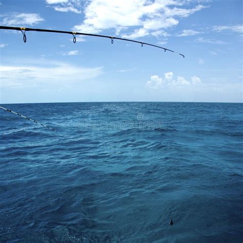 Sailfish Saltwater Sport Fishing Jumping Stock Image Image Of