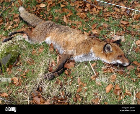 A Dead Fox Lying In A Field Stock Photo Alamy