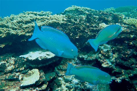 Protecting Parrotfish A Key To Coral Reef Survival In The Caribbean