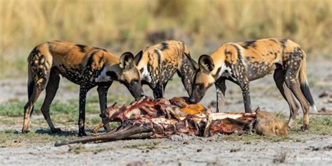 Premium Photo African Wild Dogs Devouring A Meal The Raw Nature Of