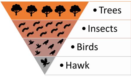 Ecological pyramids: Numbers, Biomass, Energy with Example - Sociology OWL