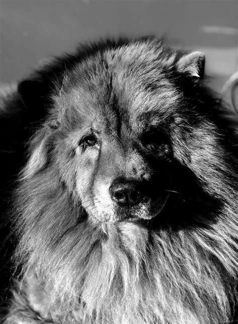 Animales Perro Chow Chow Foto Gratis En Pixabay Pixabay