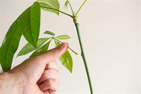 How To Propagate A Money Tree