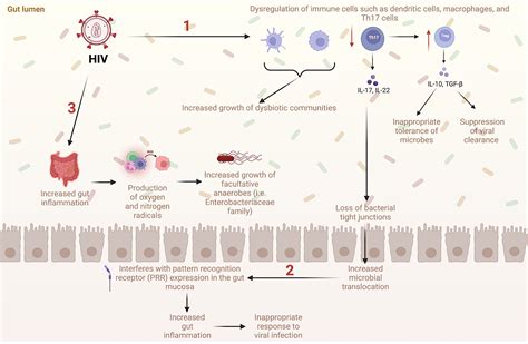 Frontiers Hiv Opioid Use And Alterations To The Gut Microbiome Elucidating Independent And