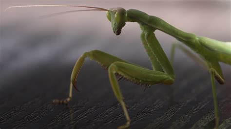 Close Up Photgraphy Green Praying Mantis Hd Wallpaper Wallpaper Flare