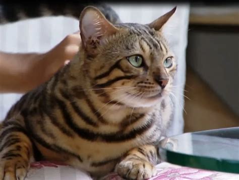 Saiba qual é a diferença entre gato bengal gato do mato e jaguatirica