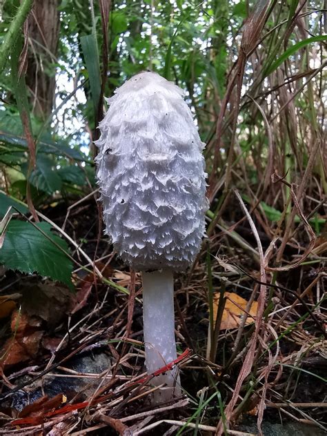 Shaggy Inkcap Coprinus Comatus Tentative Id I Love Fung Flickr