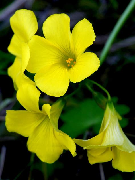 Yellow Shamrock Flowers Photograph By B Renee Barnesorozco Pixels