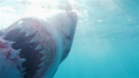 15 Foot Great White Shark Tracked Off Coast Of Carolinas