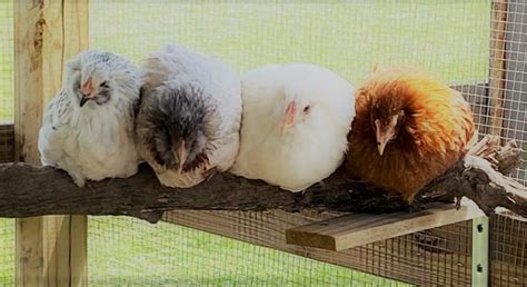 A Guide To Chicken Roosts And Why They Need Them 2024 Cooped Up Life