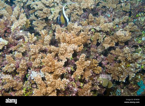 single bannerfish above coral of great barrier reef Stock Photo - Alamy