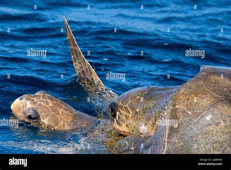 Olive Ridley Sea Turtles Or Lepidochelys Olivacea During Mating In The