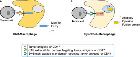 Engineering Macrophages To Phagocytose Cancer Cells By Blocking The Cd47 Sirpɑ Axis Yang