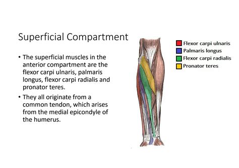 SOLUTION Muscles In The Anterior Compartment Of The Forearm Studypool