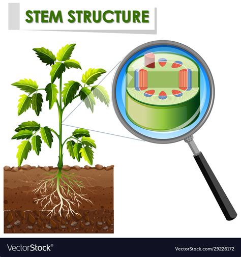 Plant Roots Diagram