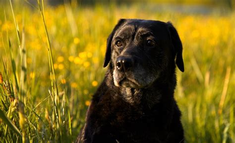 Labraheeler Een Australian Cattle Dog And Labrador Kruising Fotos