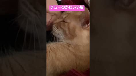 寝床に入ってきた猫にチューしたら、かわいいチュー返された 動物（犬・猫 他色々）【まとめ動画】