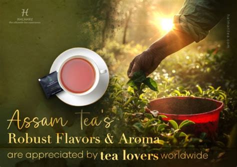 Updated List Of Top Tea Gardens In Assam To Explore