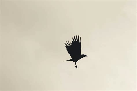 Raven Bird Flying in the Sky · Free Stock Photo