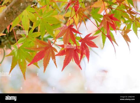 background autumn leaves in Japan Stock Photo - Alamy