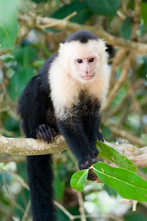 White Faced Capuchin Monkey Stock Photo Image 14039690