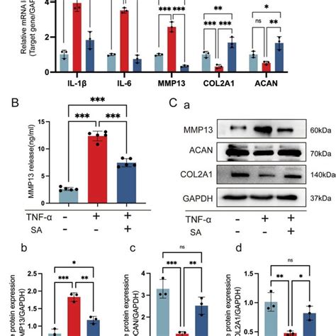 SA regulates IRE1α mediated ER stress by IRE1α IκBα p65 signaling A