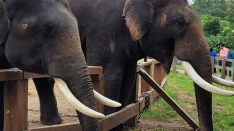 Dubare Elephant Camp Coorg Kodagu Karnataka Youtube