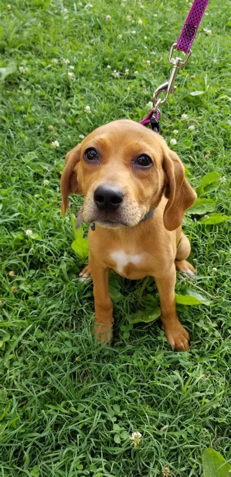 Coonhound Puppies For Sale | Maryville, TN #301526