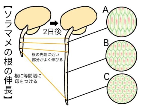 これで完ぺき！理科の総まとめ（生物どうしのつながり） ふたば塾〜中学校無料オンライン学習サイト〜