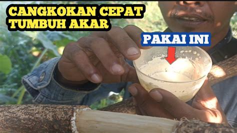 Sayatan Yang Benar Pada Cangkokan Serta Perangsang Akar Yang Tepat