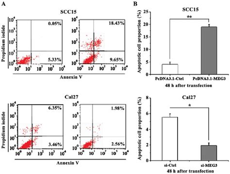 Apoptosis Of Scc15 And Cal27 Cells At 48 H After Transfection A The