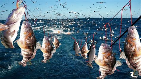 Unbelievable Longline Fishing On The Boat Fishing Line By Hand