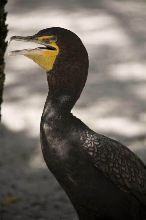 Cormorant With Beak Open Clippix Etc Educational Photos For Students