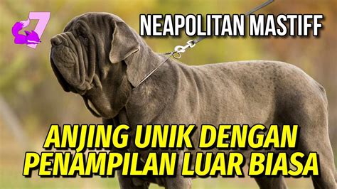 Neapolitan Mastiff Ras Anjing Besar Dan Pemberani Ekor Youtube