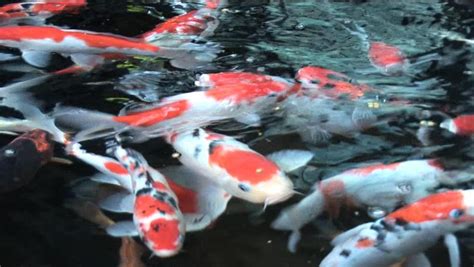 facts   koi carp fish colorful koi fish japanese koi carp