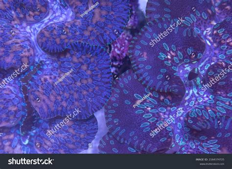 Giant Clam Tridacna Maxima Reef Tank Stock Photo 2164374725 | Shutterstock