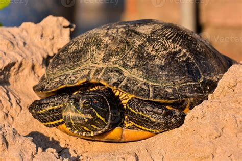 Turtle close up 22273944 Stock Photo at Vecteezy