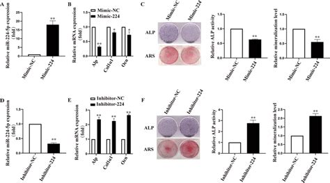 Mir P Inhibits Osteogenic Differentiation Of C C Cells A The