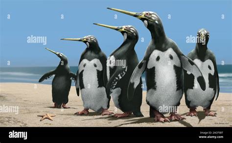 Giant Extinct Penguin Icadyptes Salasi Artwork This Extinct Species