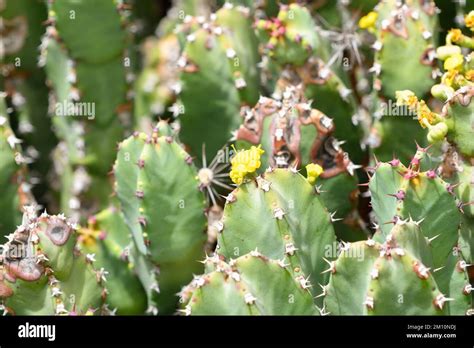 Close Up Of Euphorbia Resinifera In Bloom Stock Photo Alamy