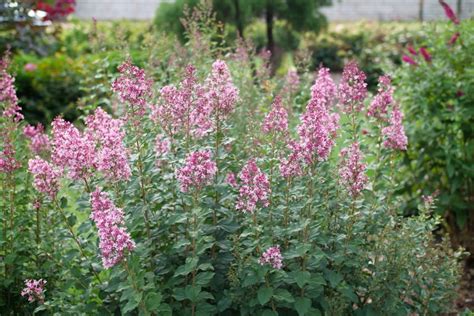 Bloomerang Ballet Lilac Proven Winners Colorchoice Flowering Shrubs