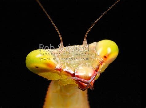 Head Of The Introduced Insect Predator South African Praying Mantis Or