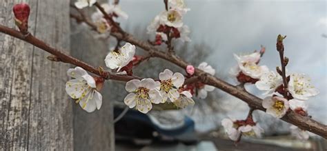 Fleurs D Abricot Blanches Photo Gratuite Sur Pixabay Pixabay